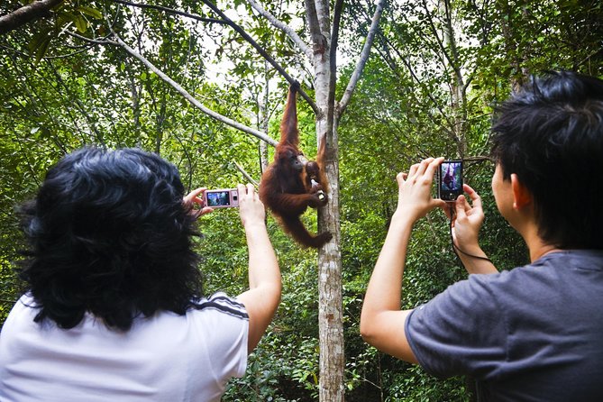 Semenggoh Wildlife Centre: Orangutan Discovery from Kuching - Arriving at Semenggoh Wildlife Centre