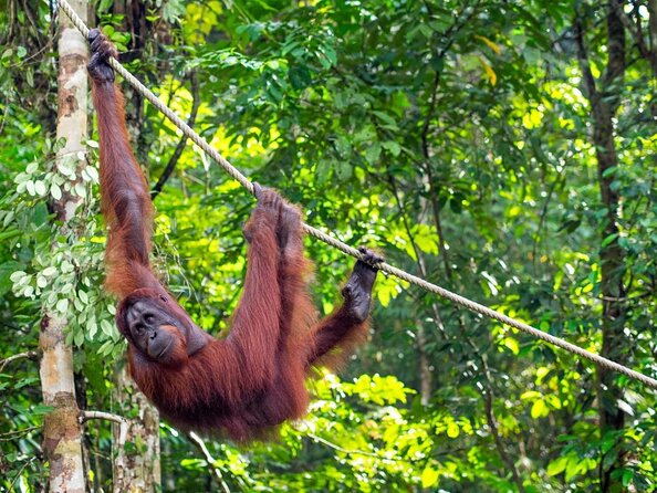 Semenggoh Wildlife Centre Tour: Discover Sarawak’s Orangutans - Why Semenggoh matters to Sarawak