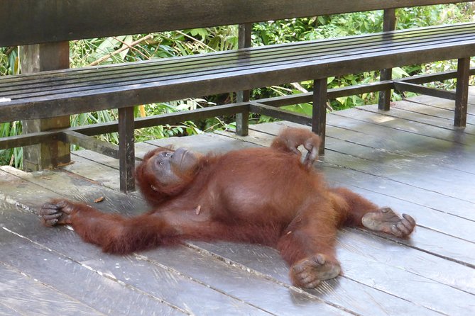 Semenggoh Wildlife Centre Tour: Discover Sarawak’s Orangutans - Fruiting season can change the entire visit
