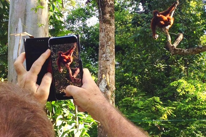 Semenggoh Wildlife Centre Tour: Discover Sarawak’s Orangutans - What the guides add to three short hours