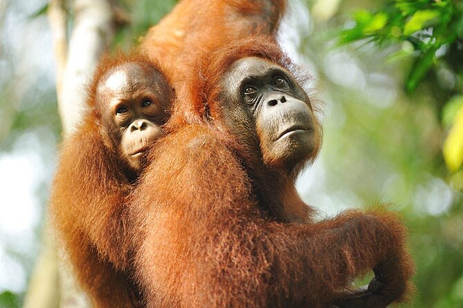 Semenggoh Wildlife Centre Tour: Discover Sarawak’s Orangutans - Who will enjoy this visit most?