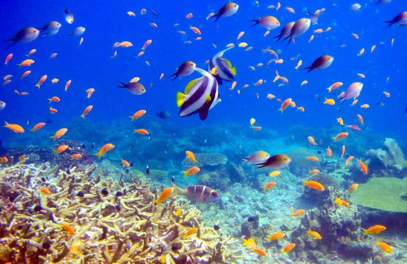 Semporna: Bohey 3 Islands Hike, Snorkel/Dive Tour with Lunch - Snorkeling or discover scuba?