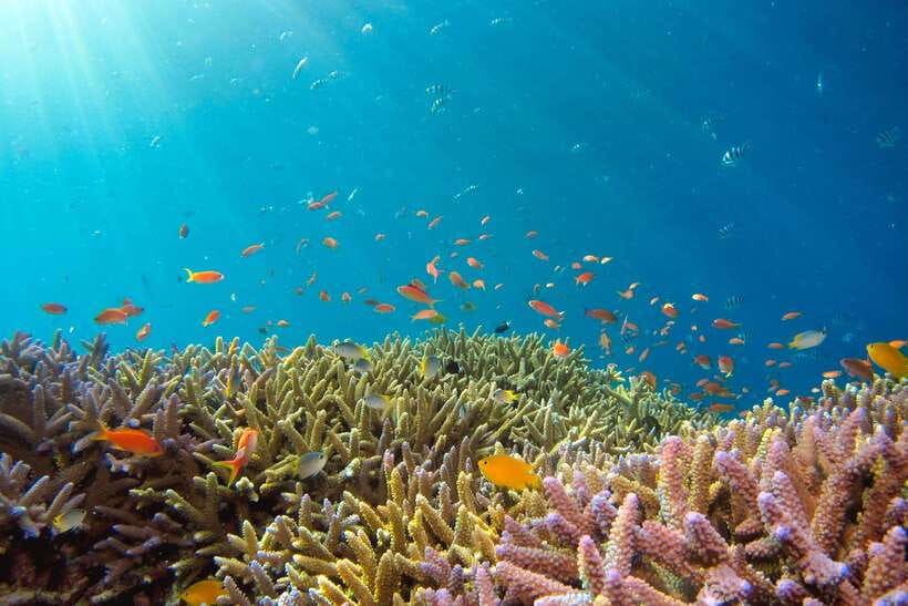 Semporna: Explore 3 Islands Tour Snorkel or Dive & Lunch - What to bring for a smoother day