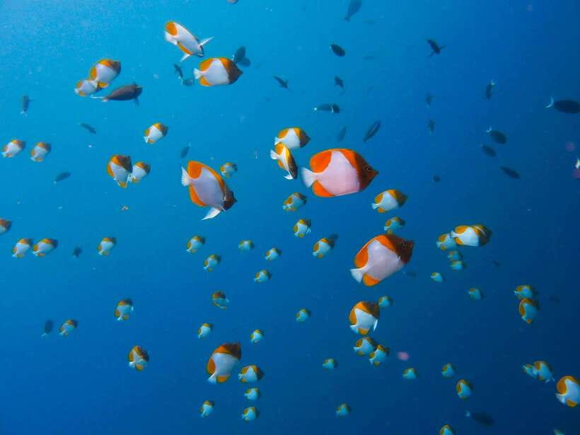 Semporna: Mabul and Kapalai Trip in Snorkel or Dive & Lunch - Lunch with practical expectations