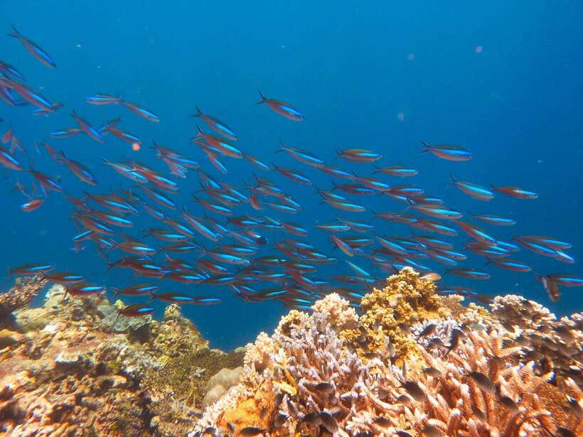Semporna: Mabul and Kapalai Trip in Snorkel or Dive & Lunch - Your first water session around Mabul