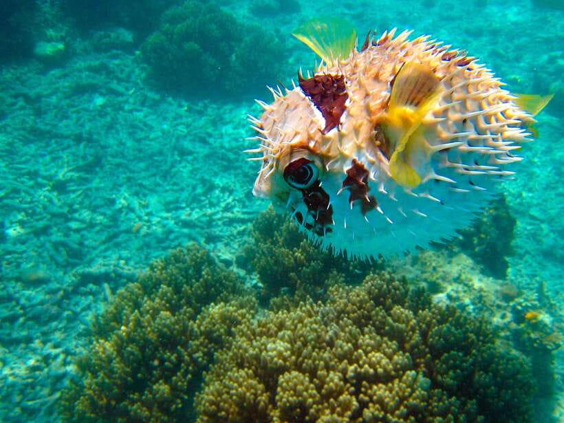 Semporna: Mabul and Kapalai Trip in Snorkel or Dive & Lunch - What the $57 price really covers