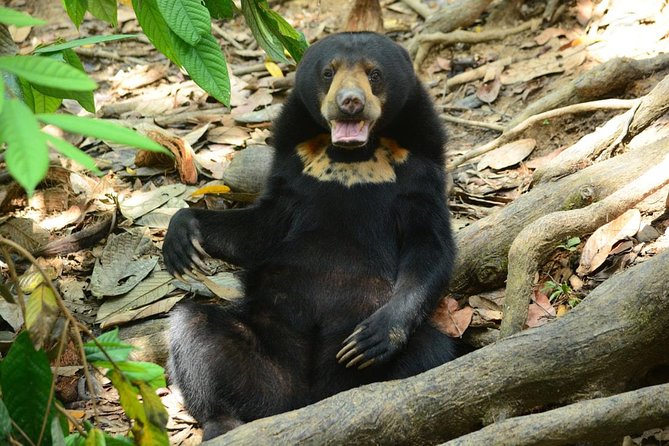 Sepilok Orang Utan & Bornean Sun Bear Centre with Sandakan City Tour with Lunch - Why this Sandakan day works so well