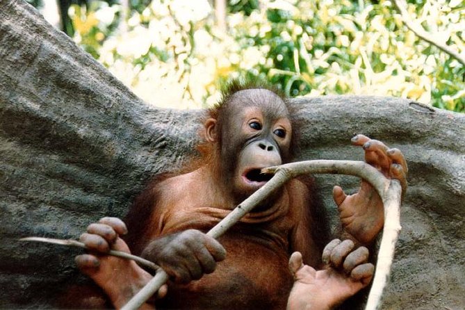 Sepilok Orang Utan & Bornean Sun Bear Centre with Sandakan City Tour with Lunch - Lunch and what the $190.79 price covers