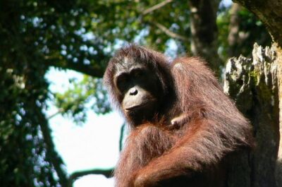 Sepilok Orang Utan & Bornean Sun Bear Centre with Sandakan City Tour with Lunch