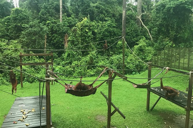 Sepilok Orang Utan & Bornean Sun Bear Centre with Sandakan City Tour with Lunch - Timing, transport, and group size