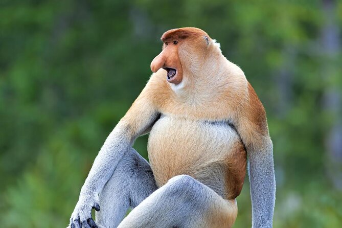 Sepilok Orang Utan, Sun Bear & Sandakan Nature City Tour + Lunch - Bornean Sun Bear Conservation Centre and lunch
