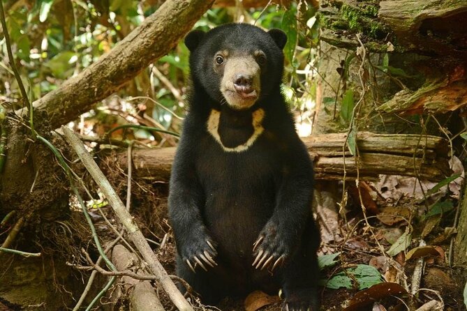 Sepilok Orang Utan, Sun Bear & Sandakan Nature City Tour + Lunch - Central Market for local produce and seafood