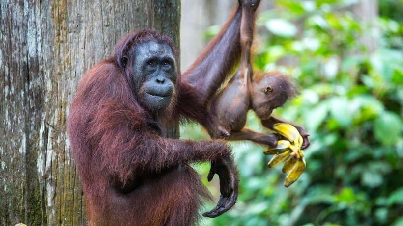 Sepilok Orangutan & Sun Bear Half-Day Tour | Sandakan - Key points to know before you book