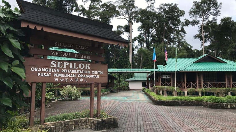 Sepilok Orangutan & Sun Bear Half-Day Tour | Sandakan - Why this half-day tour works from Sandakan