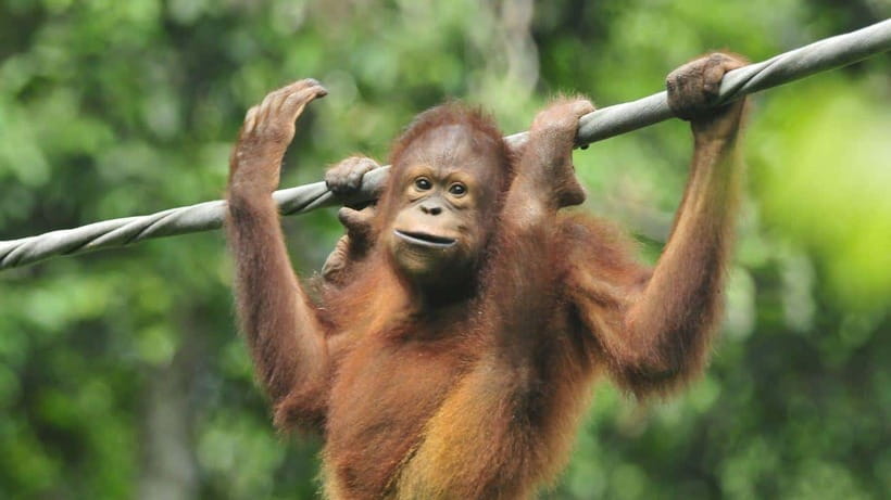 Sepilok Orangutan & Sun Bear Half-Day Tour | Sandakan - Feeding time at the Sepilok platform