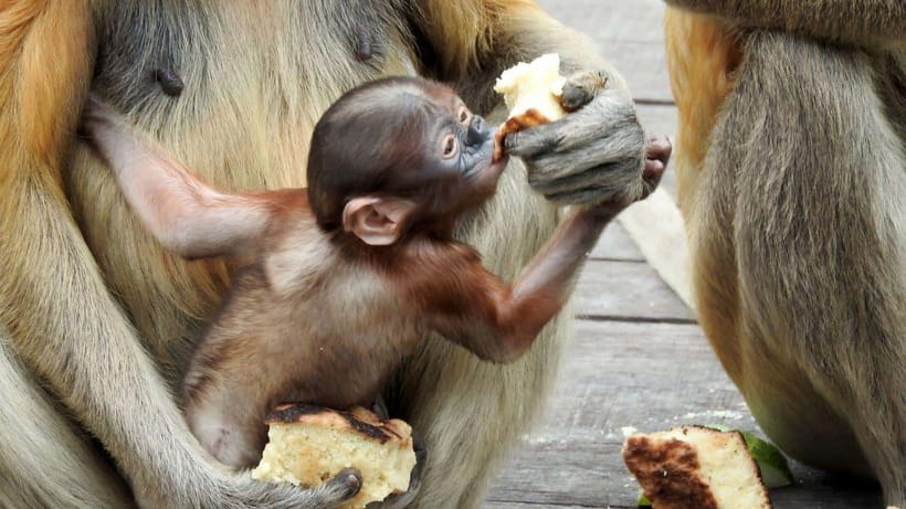 Sepilok Orangutan & Sun Bear Half-Day Tour | Sandakan - What the guide adds