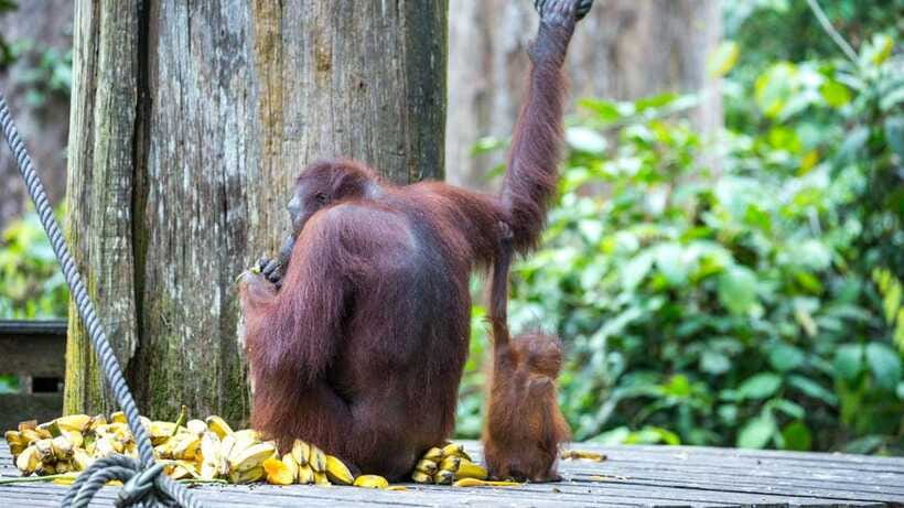 Sepilok Orangutan & Sun Bear Half-Day Tour | Sandakan - Timing, walking, and what to pack