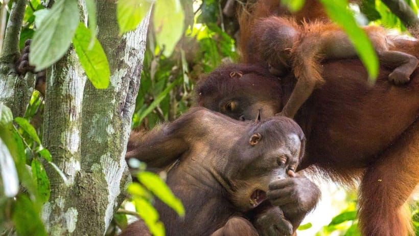 Sepilok Orangutan & Sun Bear Half-Day Tour | Sandakan - The drive from Sandakan to Sepilok