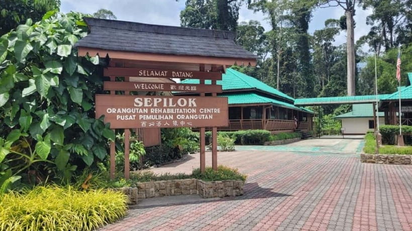 Sepilok OrangUtan, Sun Bear & Labuk Bay Full Day Trip - What your $239 buys near Sandakan