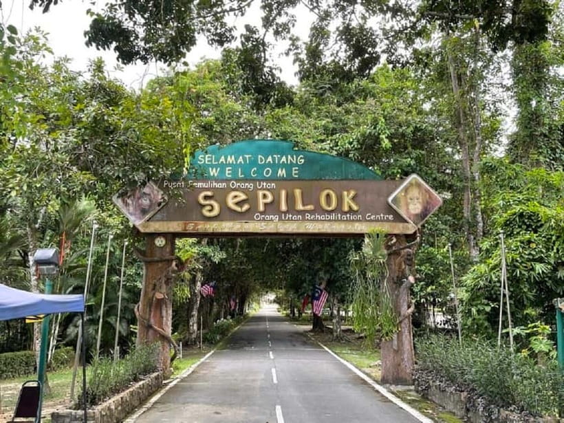 Sepilok OrangUtan, Sun Bear & Labuk Bay Full Day Trip - Why the orangutan stop still matters on a quiet day