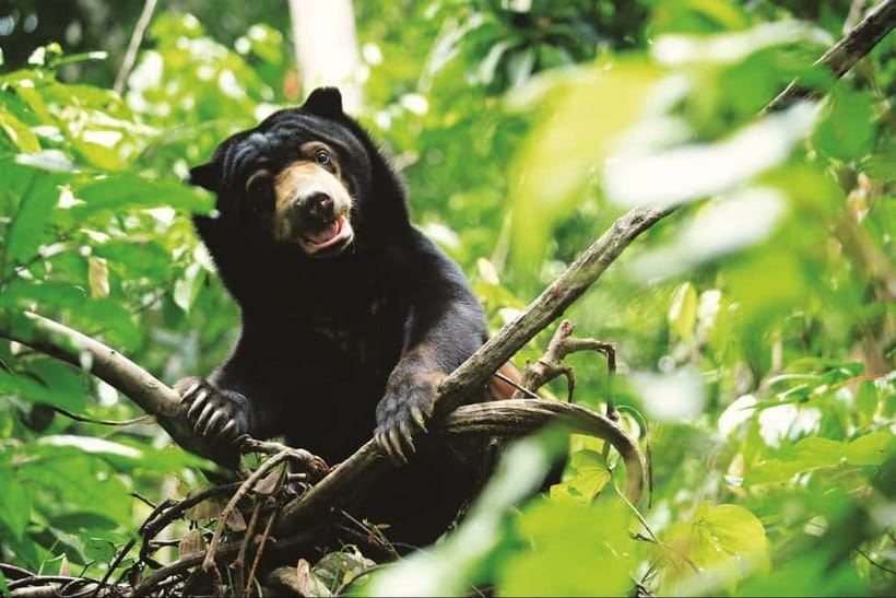 Sepilok OrangUtan, Sun Bear & Labuk Bay Full Day Trip - Meeting Borneo’s small sun bears