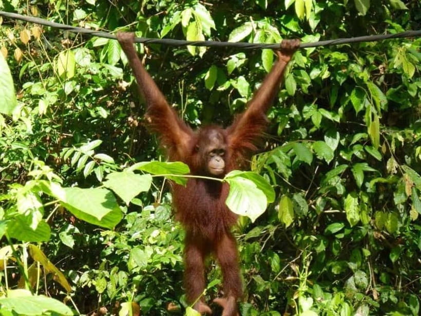 Sepilok OrangUtan, Sun Bear & Labuk Bay Full Day Trip - Starting at Sepilok with the orangutans