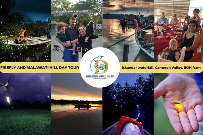 Shared Fireflies Tour with Blue Tears and Seafood Dinner - Fireflies among the mangrove trees