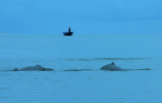Shared Mangrove & Irrawaddy Dolphin Watching Cruise - Leaving Kuching for Kampung Santubong