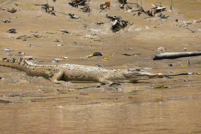 Shared Mangrove & Irrawaddy Dolphin Watching Cruise - Snacks, comfort, and the small-group setting