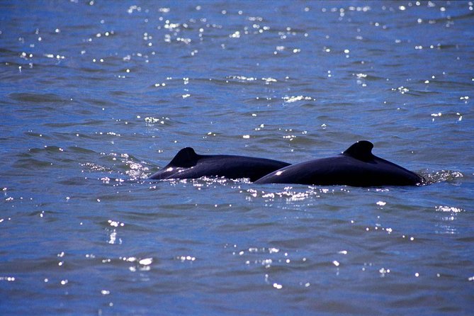 Shared Mangrove & Irrawaddy Dolphin Watching Cruise - Irrawaddy dolphins and realistic expectations