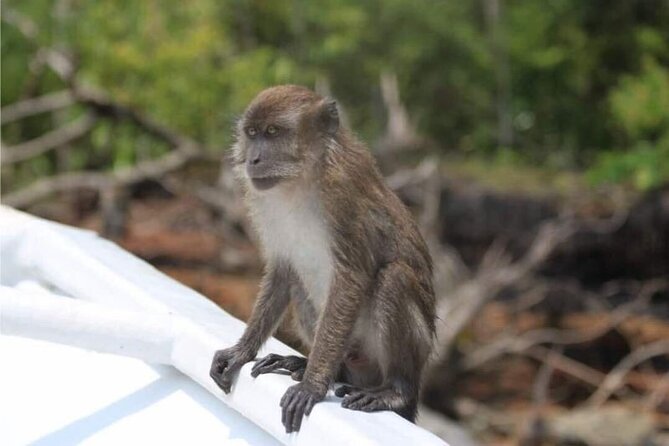 Sharing Half Day Mangrove Boat Tour With Lunch in Langkawi - Crocodile Cave and the limits of a short stop