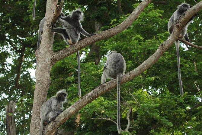 Silver Leaf Monkeys and Firefly Tour with Boat Ride and Seafood Dinner - Why this Kuala Selangor evening works so well