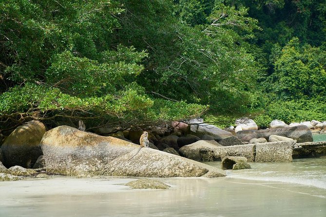 Silver Leaf Monkeys and Firefly Tour with Boat Ride and Seafood Dinner - Seafood dinner between the wildlife stops