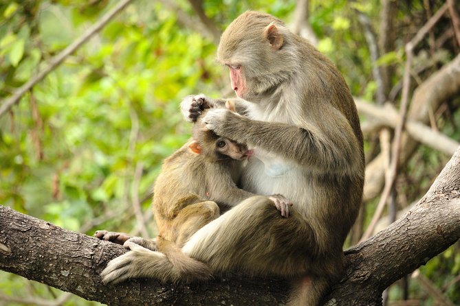Silver Leaf Monkeys and Firefly Tour with Boat Ride and Seafood Dinner - What the six-hour schedule feels like