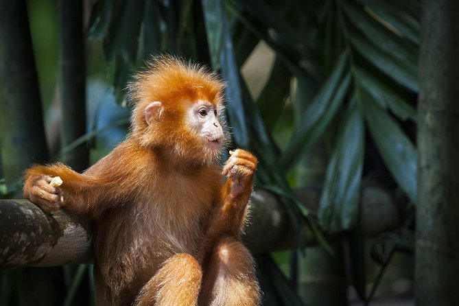 Silver Leaf Monkeys and Firefly Tour with Boat Ride and Seafood Dinner - From Kuala Lumpur to Bukit Melawati