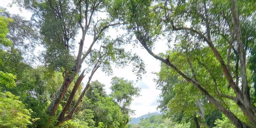 Sungai Berang Wildlife & Cultural Kayak Tour - What $62 covers, and where the value lies