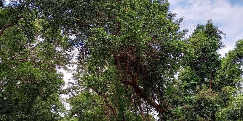 Sungai Berang Wildlife & Cultural Kayak Tour - Rain, water levels, and sensible planning