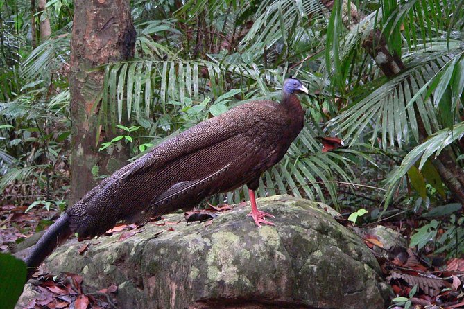 Taman Negara Day Tour with Canopy Walk - Seven rapids and the Orang Asli demonstration