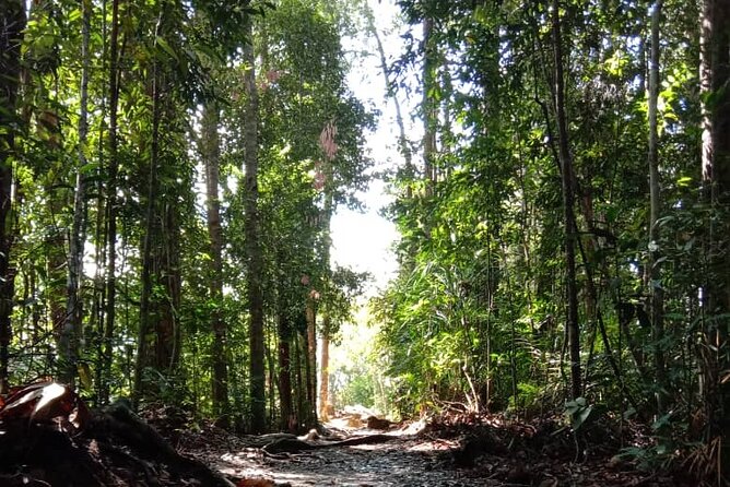 Taman Negara National Park Day Tour (SIC - Join In Tour) - Why this day trip is worth considering