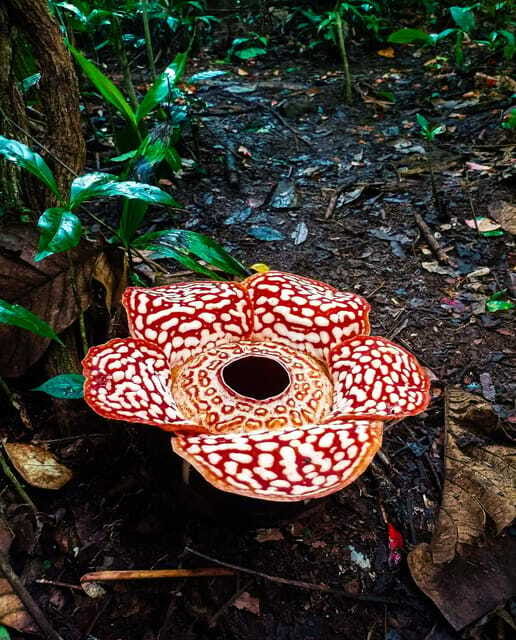 Tambunan: Rafflesia Flower Trekking with Rustic Lunch - The one-hour Tambunan hike