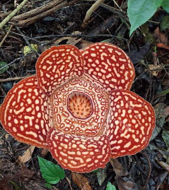 Tambunan: Rafflesia Flower Trekking with Rustic Lunch - What the $106 price really buys