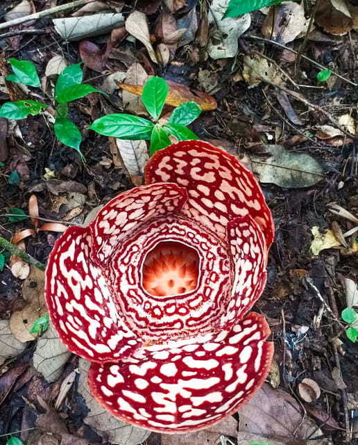 Tambunan: Rafflesia Flower Trekking with Rustic Lunch - Who should book this day out