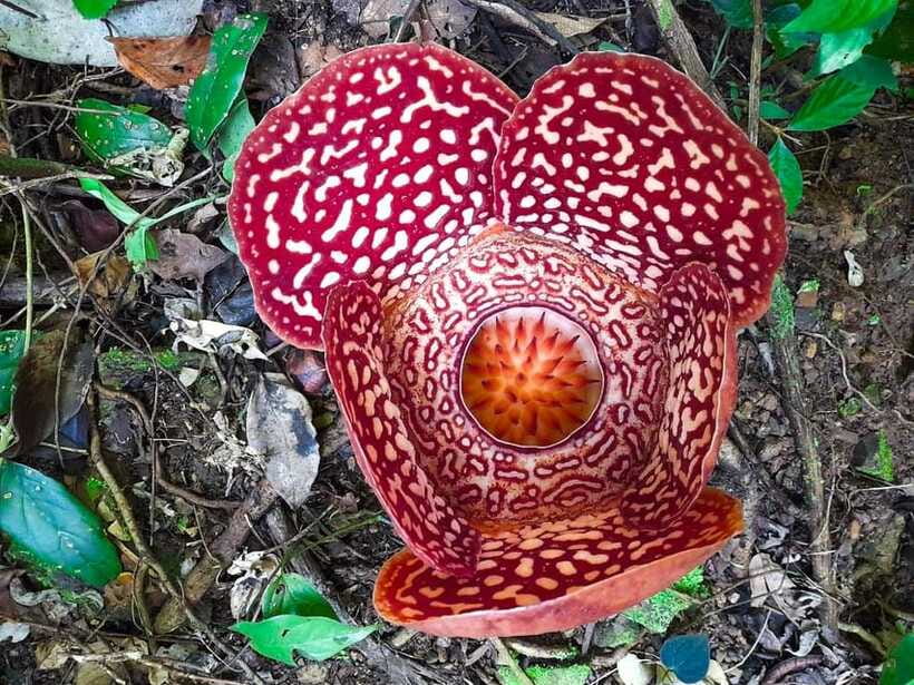 Tambunan: Rafflesia Flower Trekking with Rustic Lunch - Should you book the Tambunan Rafflesia trek?