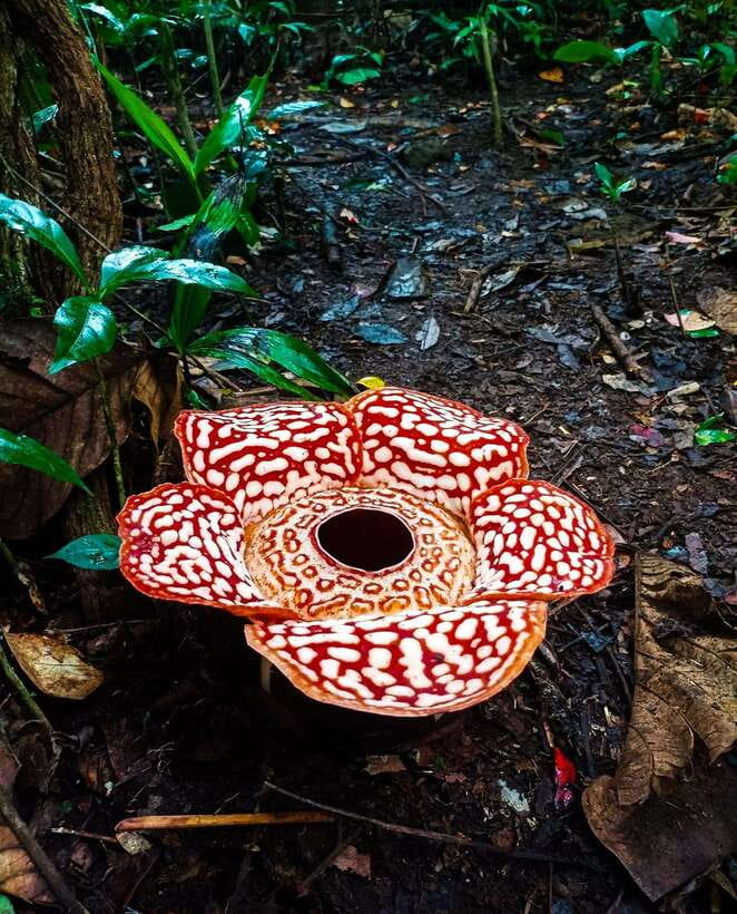 Tambunan: Rafflesia Flower Trekking with Rustic Lunch - Leaving Kota Kinabalu by private car or van
