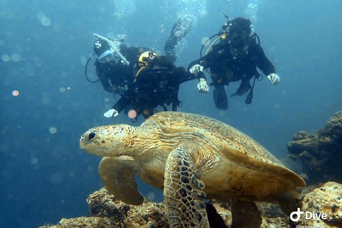 TRY SCUBA (non diver) - Key points for your Semporna day