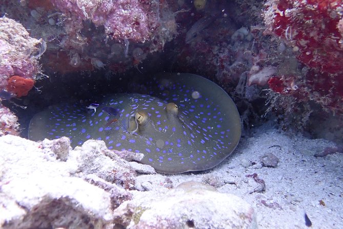 TRY SCUBA (non diver) - Meeting at Semporna Jetty at 8:30 am