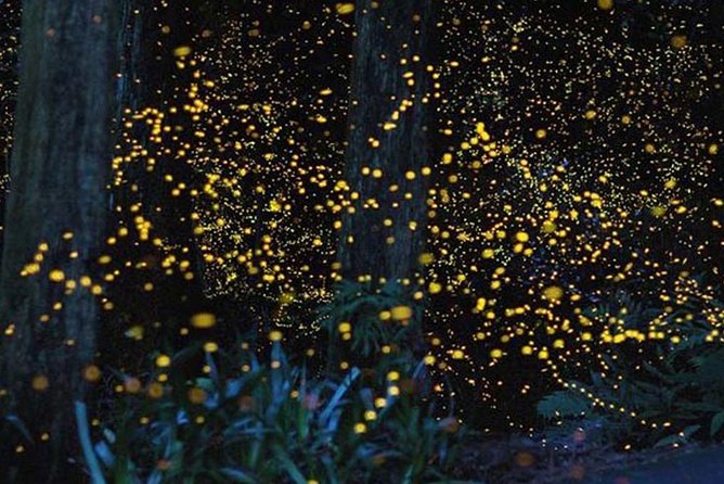 Twinkling Kuala Selangor Firefly Boat Tour from Kuala Lumpur - Seafood dinner near the river