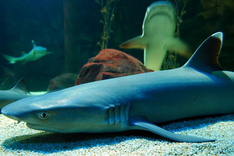 Underwater World Langkawi Admission Ticket - Key points to know before you go