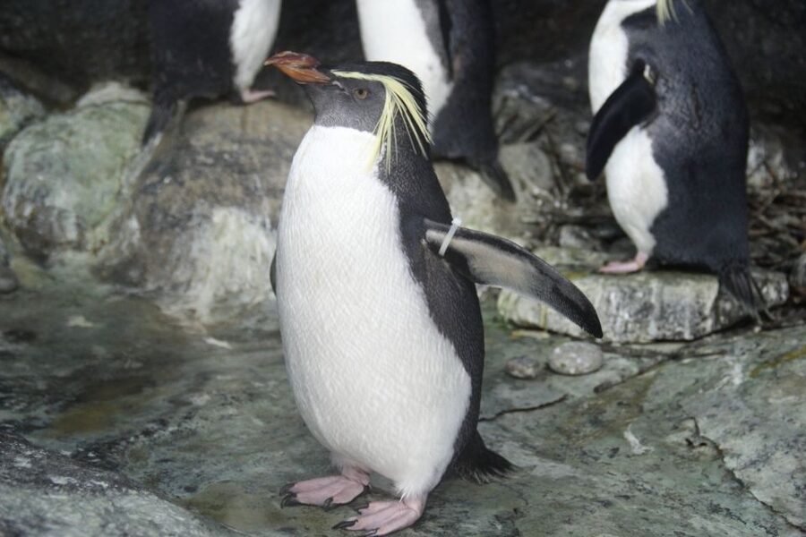 Underwater World Langkawi Admission Ticket - Tropical rainforest and freshwater displays