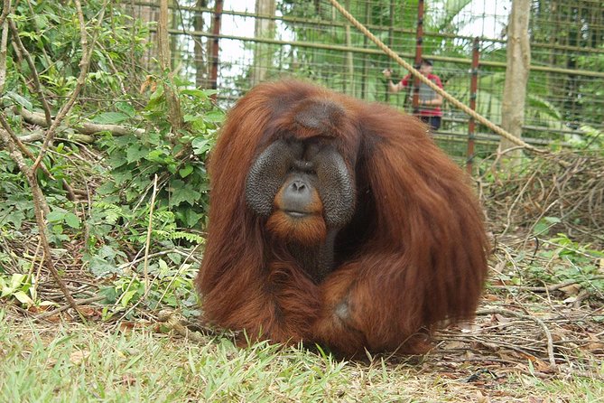 Wildlife & Wonders: Orang Utan Island + Perak Cave Temple Tour - Who should book this experience